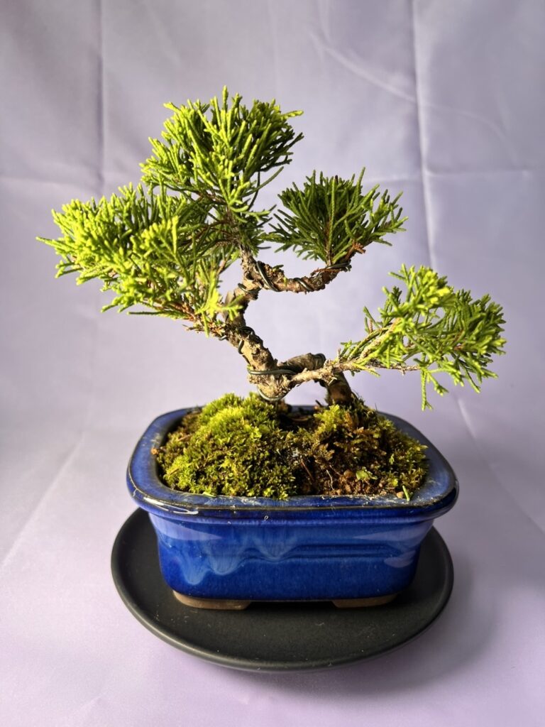 盆栽鉢 常滑焼 峰輝堂 花形 朱泥 - 工芸品