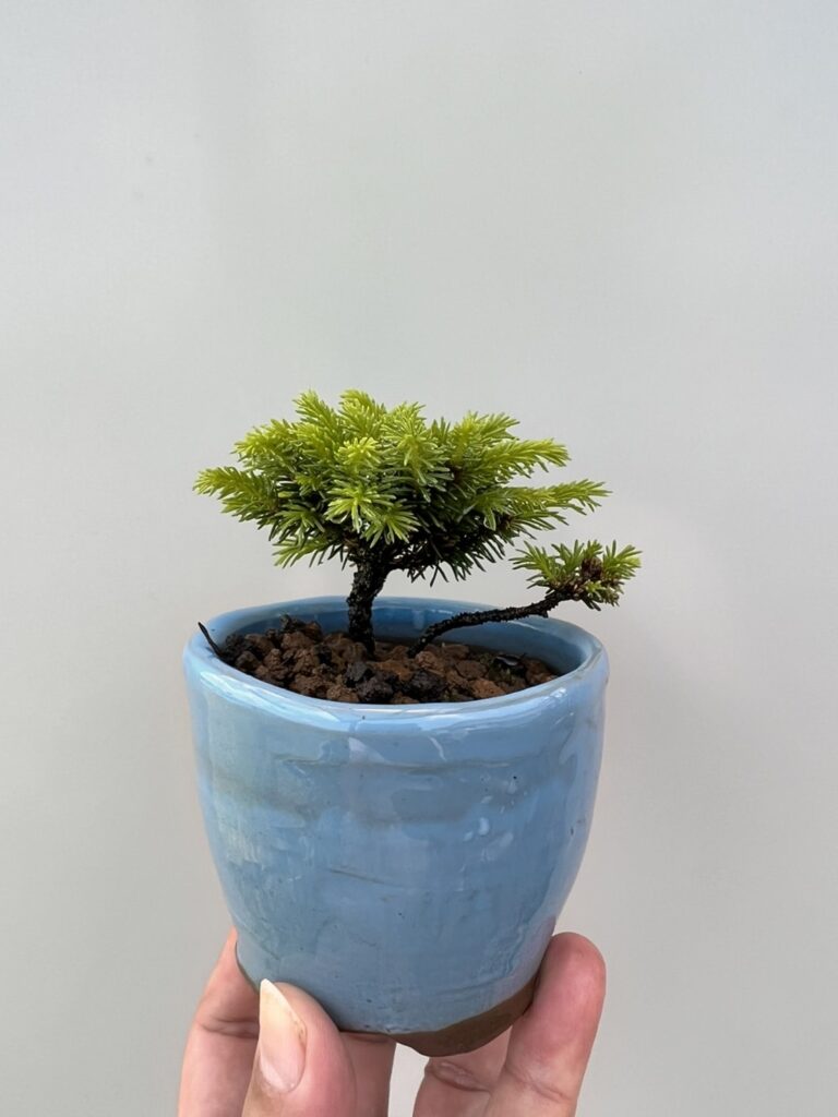 品揃え豊富で 盆栽鉢 水盤鉢 植木鉢 観葉植物 山野草 常滑焼 鳥泥 外縁